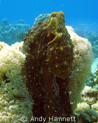 Octopus posing for the camera.  by Andy Hamnett 